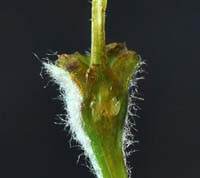 Gennemskåret æblefrugtknude